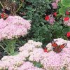 PAPILLON. PAON DU JOUR. Près d’une maison. LOLA et MALO